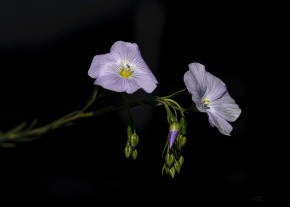 Kars Çiçekleri 3605