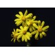 Kars Çiçekleri 3608